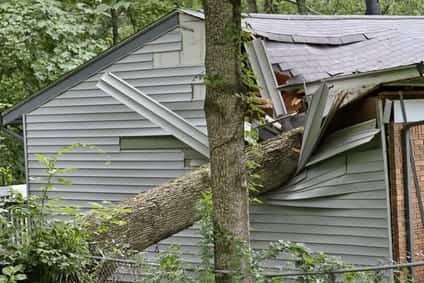 Who Should Pay for Damages if a Tree Falls on my Car or Home?